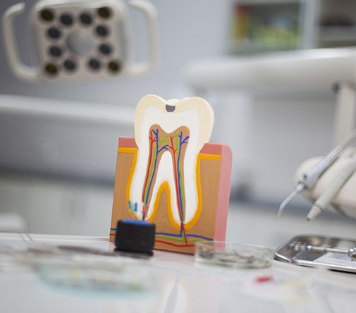 wooden model of tooth with roots